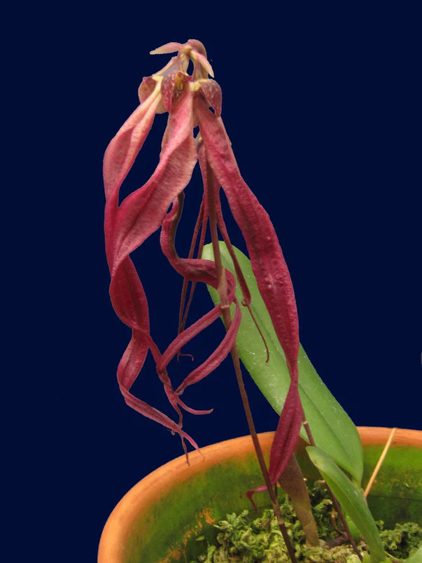Bulbophyllum habrotinum