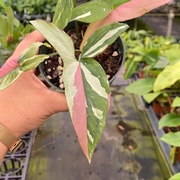 Syngonium Red Spot Tricolor