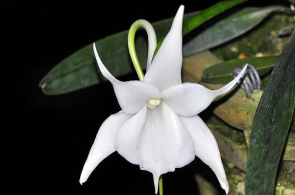 Angraecum Lai's Star