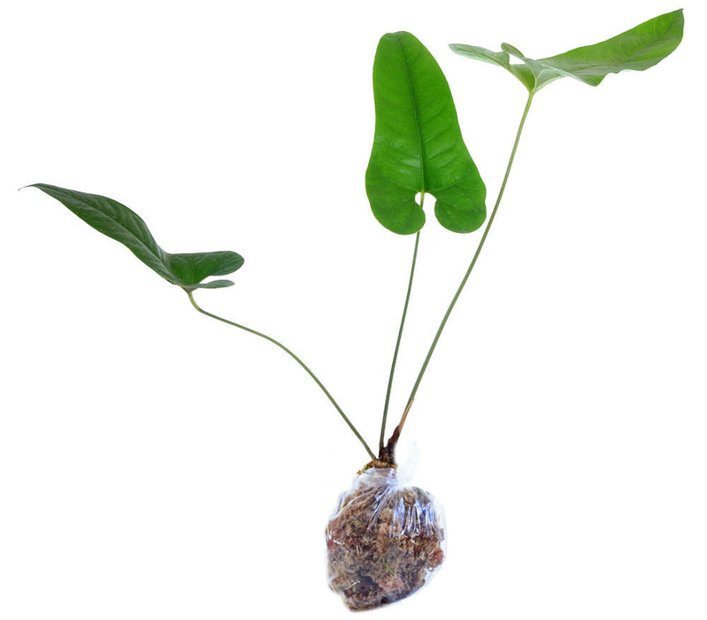 Anthurium ivanportillae (seedling)