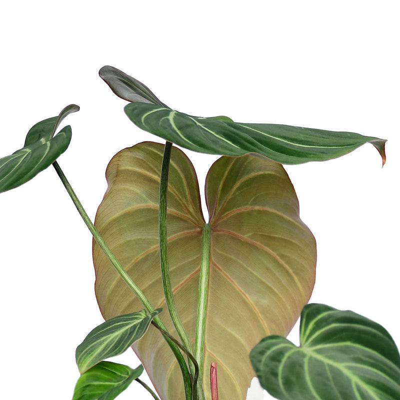 Philodendron gloriosum zebra