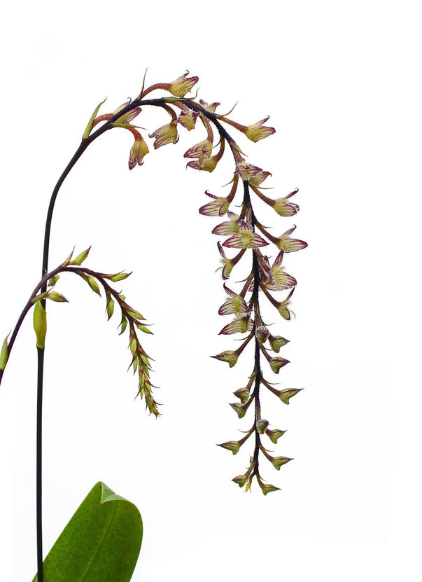 Bulbophyllum lindleyanum