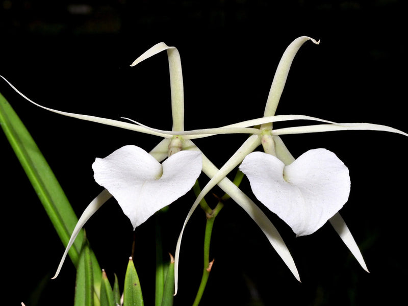 Brassavola nodosa