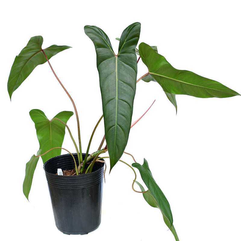 Philodendron Pangui Sunset