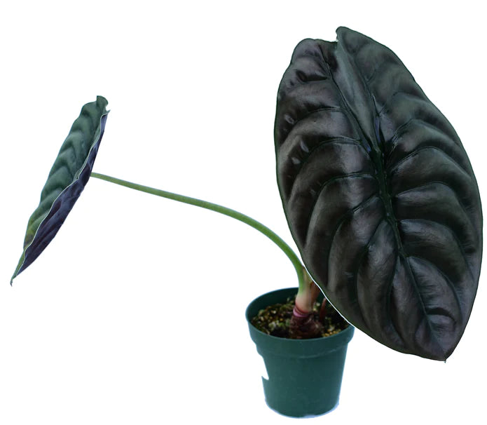 Alocasia cuprea - seedling