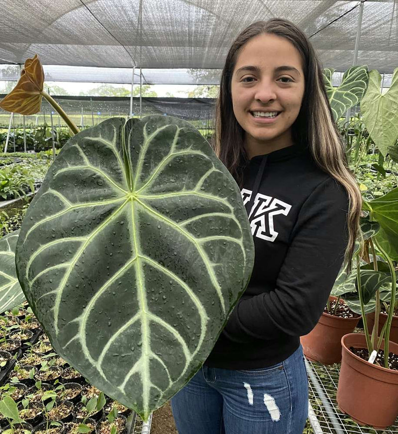 Anthurium magnificum Silver
