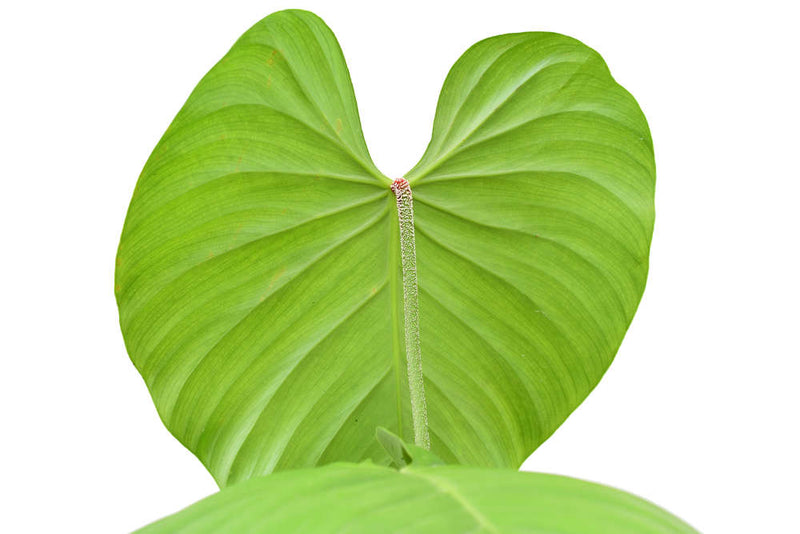 Philodendron nangaritense