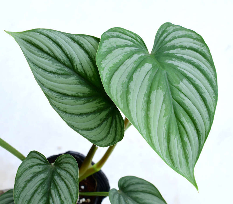 Philodendron mamei Silver