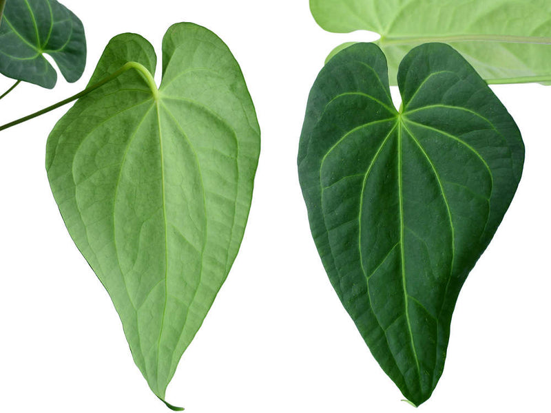 Anthurium magnificum verde