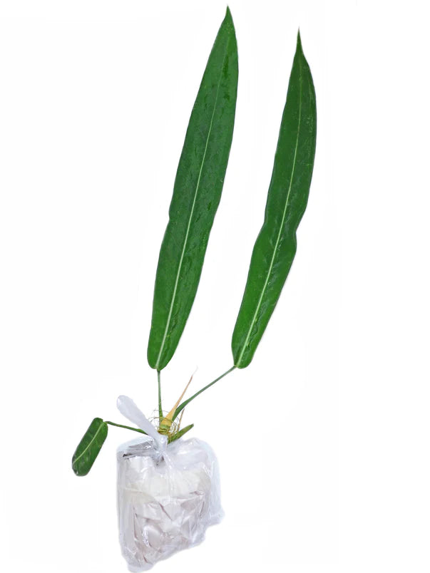 Anthurium pallidiflorum (seedling)