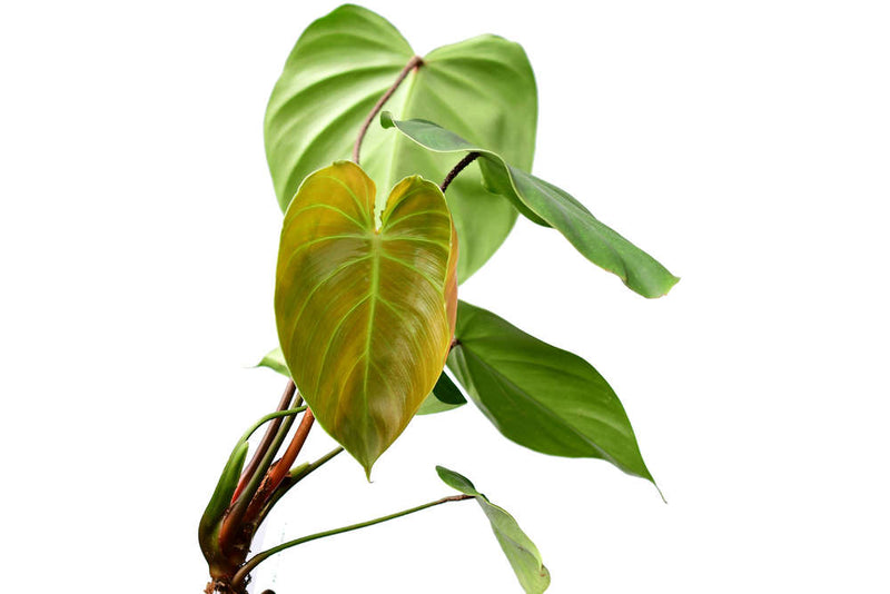 Philodendron nangaritense