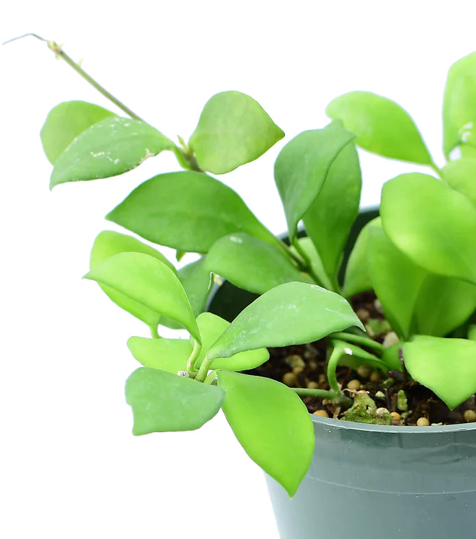 Hoya heuschkeliana pink