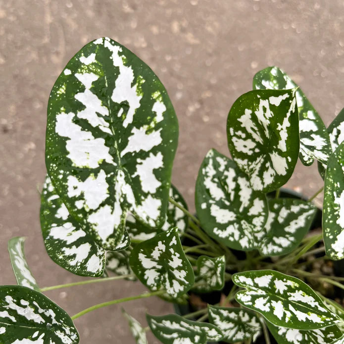 Caladium humboldtii