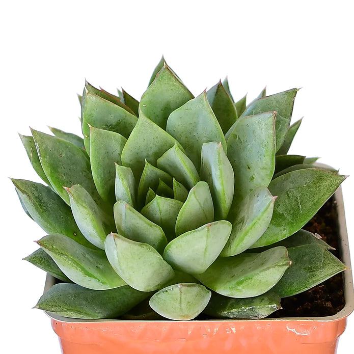 Echeveria Shamrock 6"