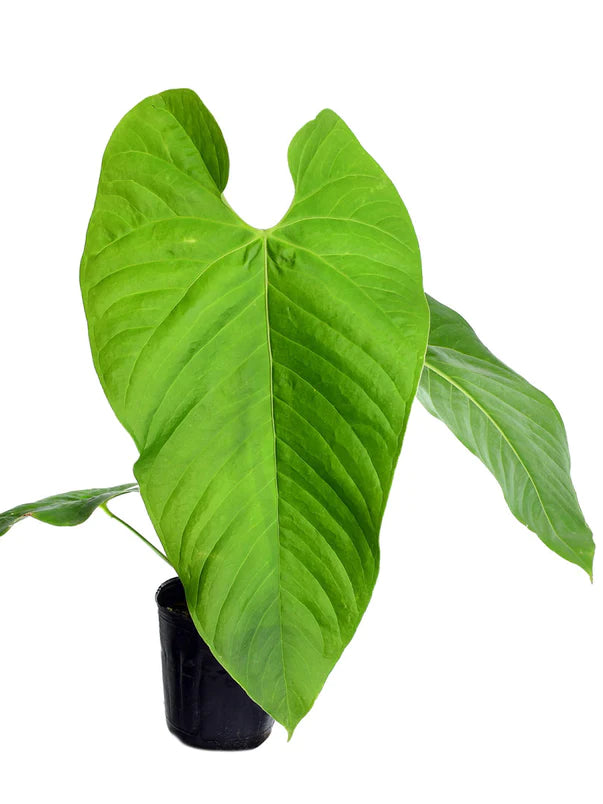 Anthurium cupulispathum green