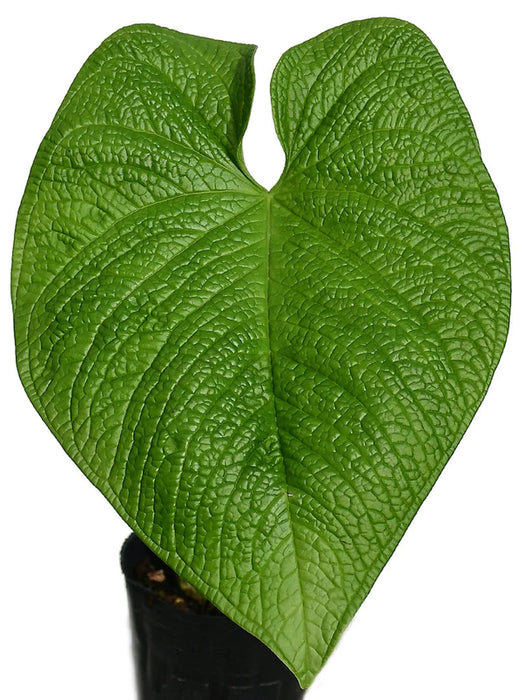 Anthurium rugulosum 'Crinitum'