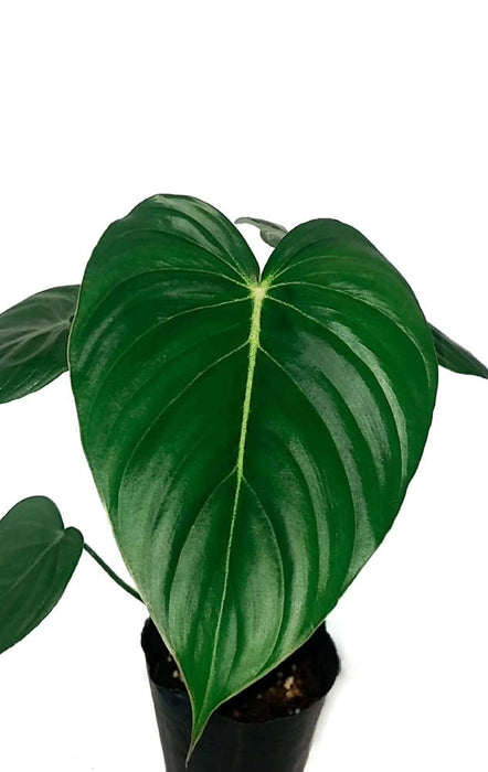 Philodendron McDowell cf