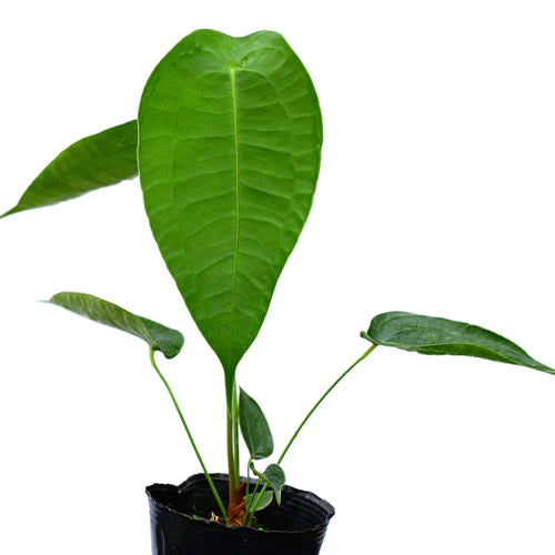 Anthurium peltigerum (seedling)