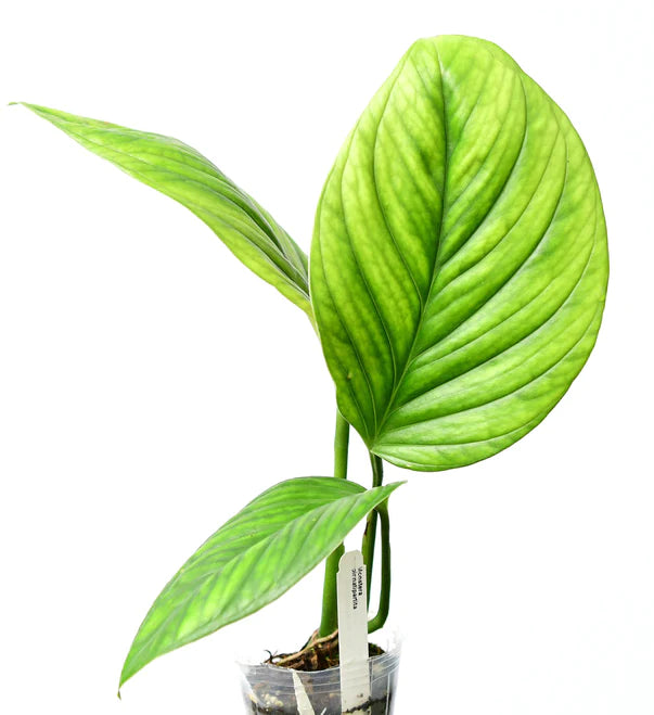 Monstera pinnatipartita