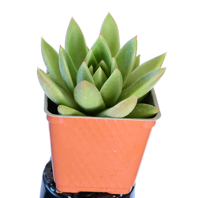 Echeveria Agavoides Lotus 6"