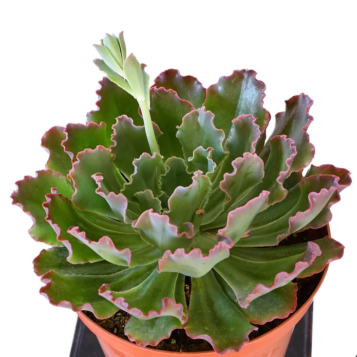 Echeveria Blue Curls 4"