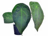 Anthurium forgetii (seedlings)
