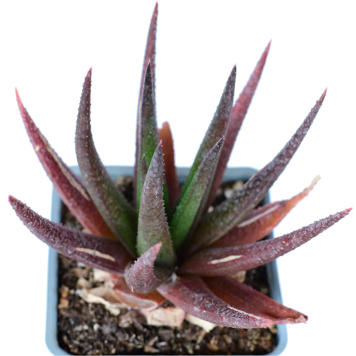 Aloe Midnight 2g