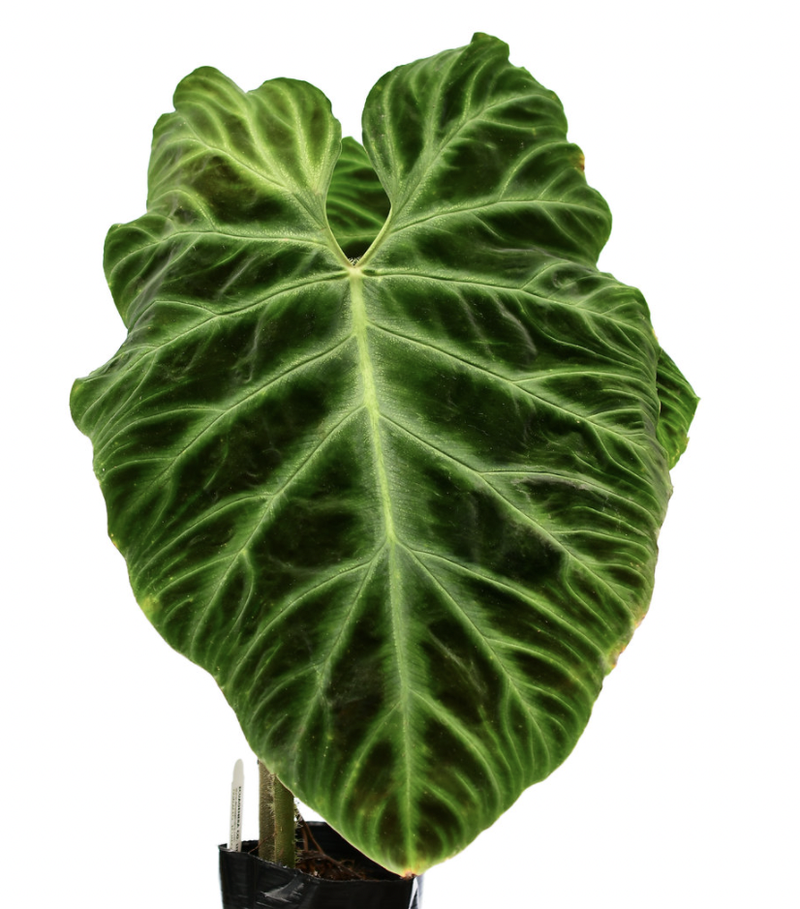 Philodendron verrucosum 2 奇形 フィロデンドロン Philodendron verrucosum 2 – AABexotics