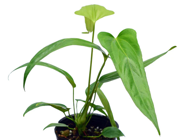 Anthurium falcatum Ecuagenera - seedling — Ecuagenera California Anthurium falcatum Ecuagenera - seedling — Ecuagenera California