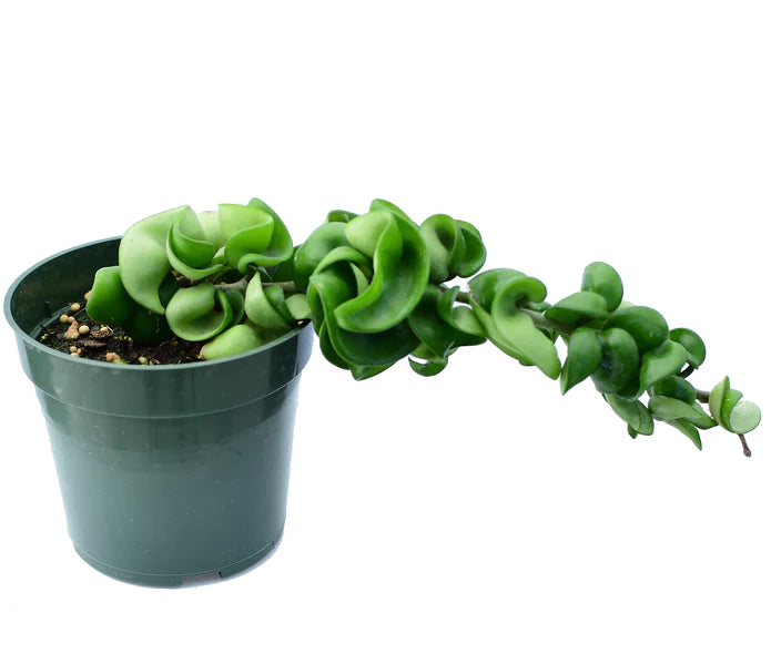 Hoya carnosa 'Compacta'