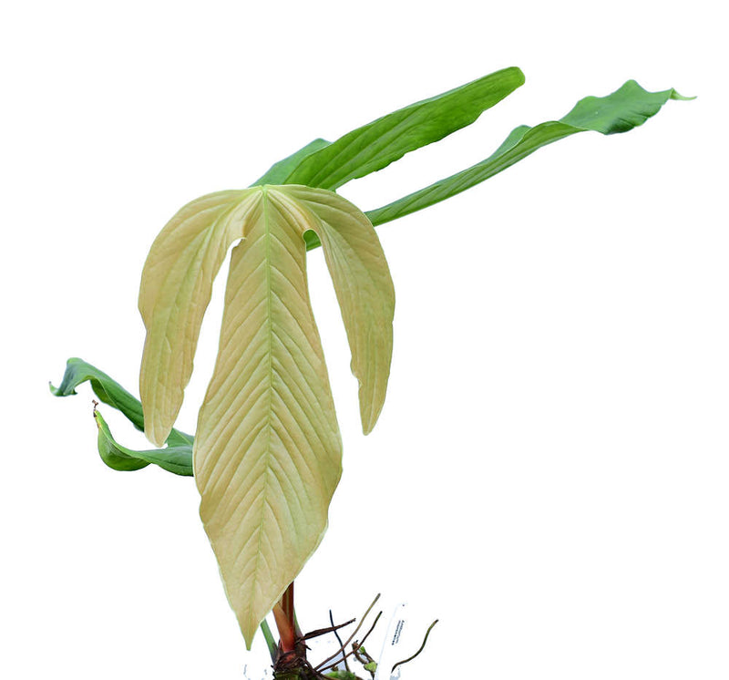 Anthurium moronense