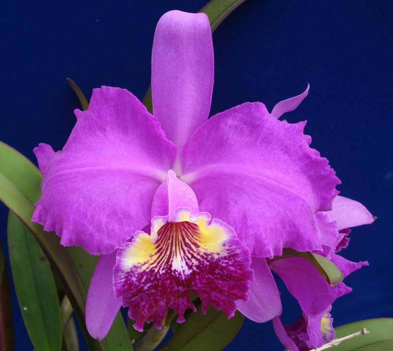 Cattleya lueddemanniana