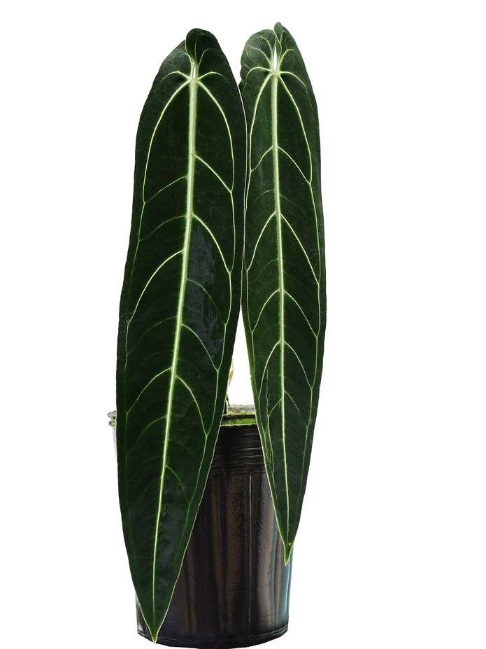 Anthurium warocqueanum (seedling)