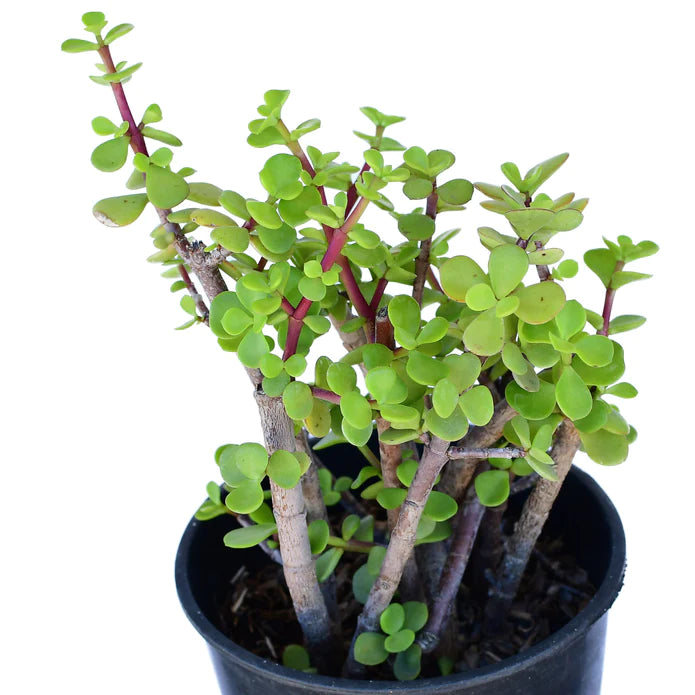 Portulacaria afra green 5g