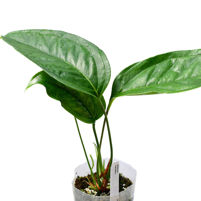 Anthurium maculosum