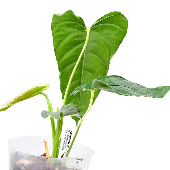 Anthurium angusticalom