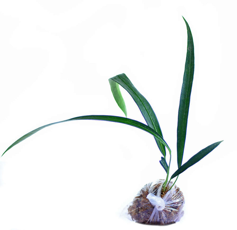 Anthurium friedrichsthalii