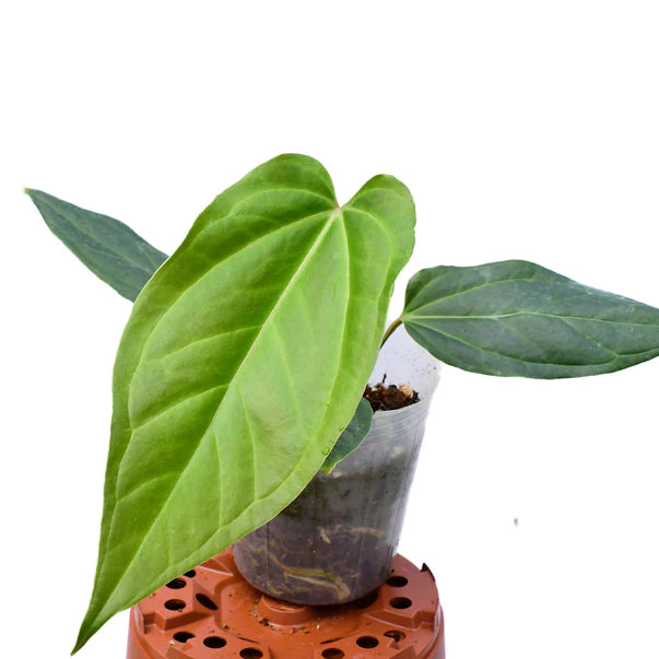 Anthurium Lost in Paquisha