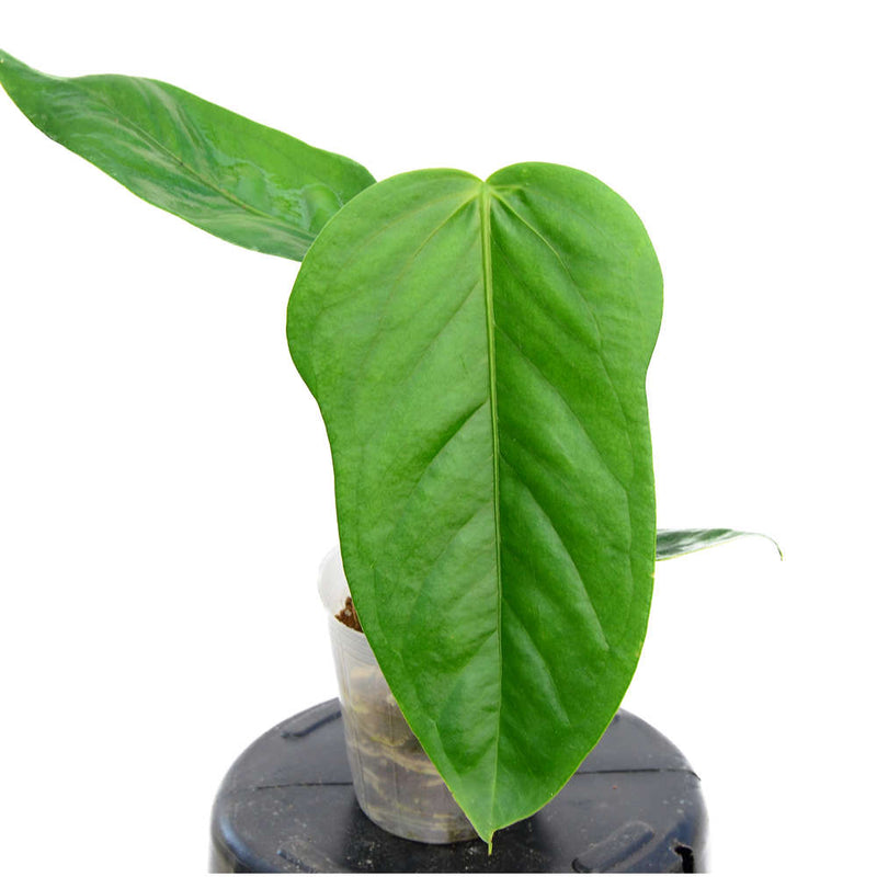 Anthurium bomboizense - seedling