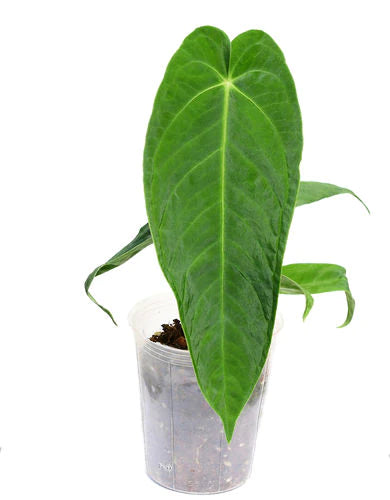 Anthurium Velvety Dream — Ecuagenera California