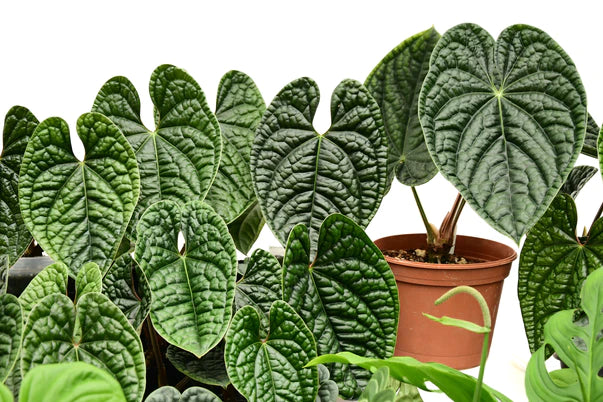 Anthurium luxurians Big — Ecuagenera California