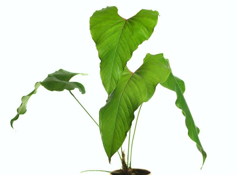 Anthurium cupulispathum