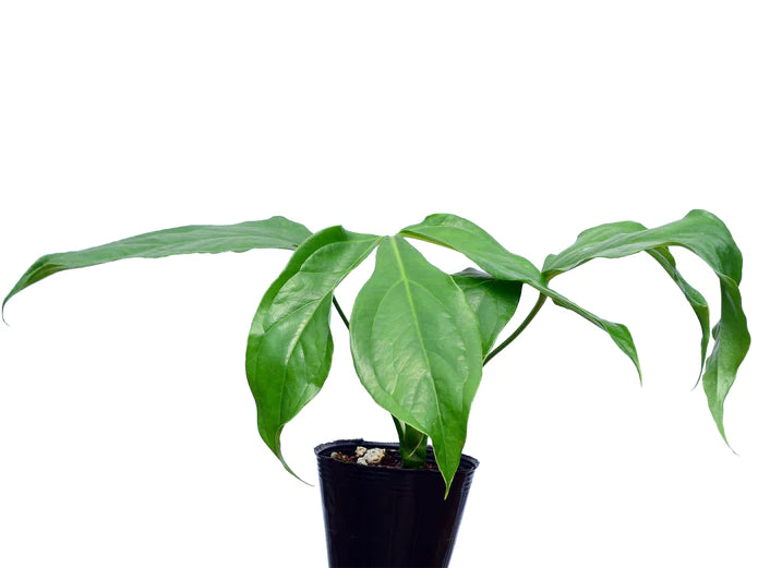 Anthurium clavigerum (seedling)