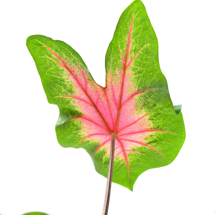 Caladium hortulanum