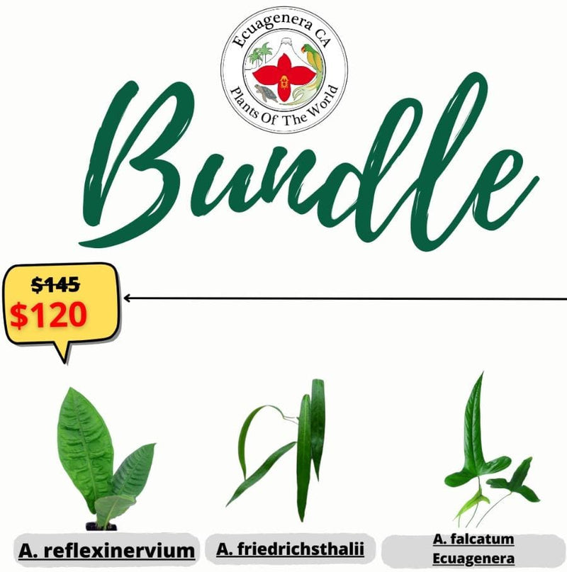 Bundle: Anthurium reflexinervium, Anthurium friedrichsthalii, Anthurium falcatum Ecuagenera
