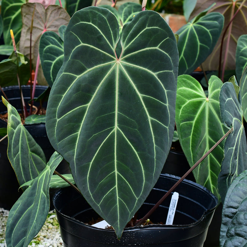 Anthurium Crystal Sky