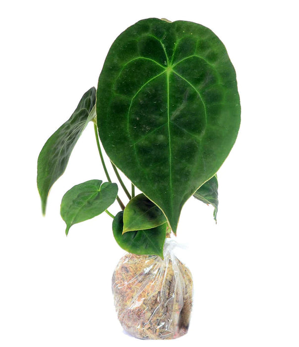 Anthurium forgetii (seedlings)