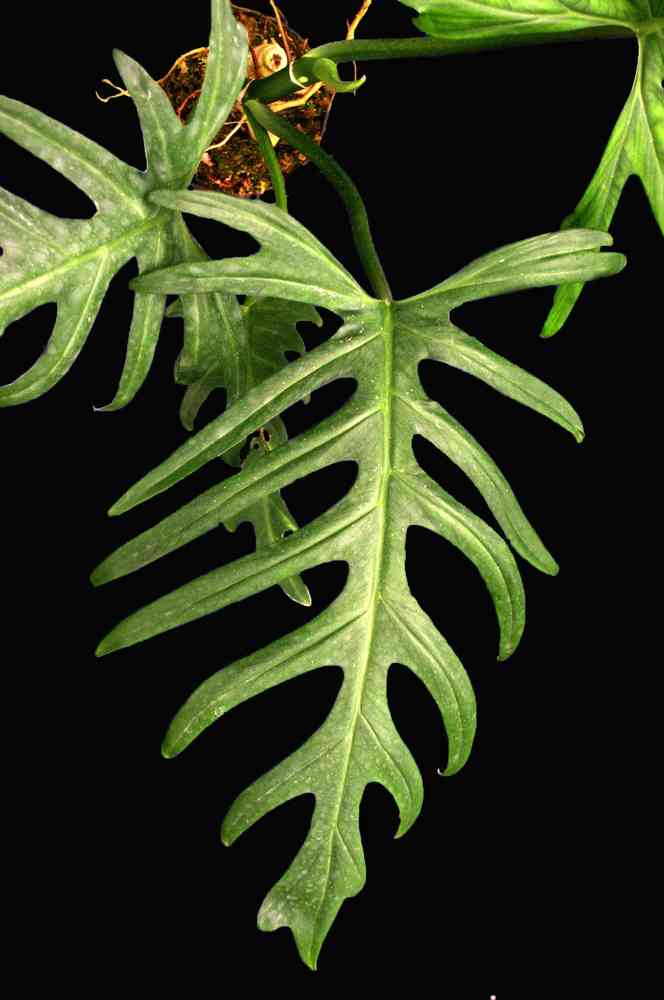 Philodendron elegans