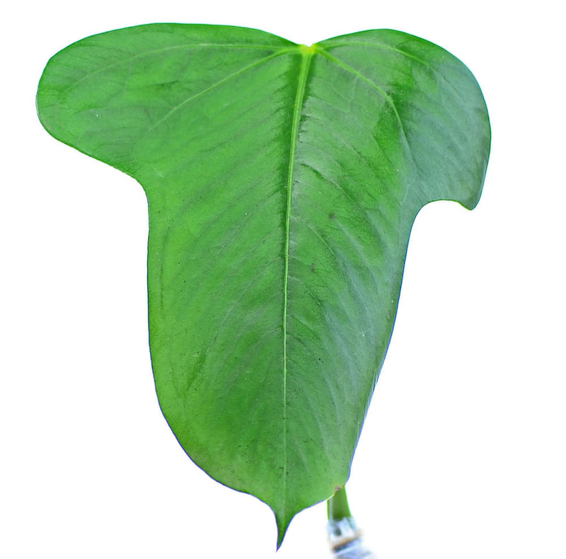 Anthurium bomboizense - seedling