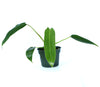 Philodendron Spiritu-Sancti (seedling)